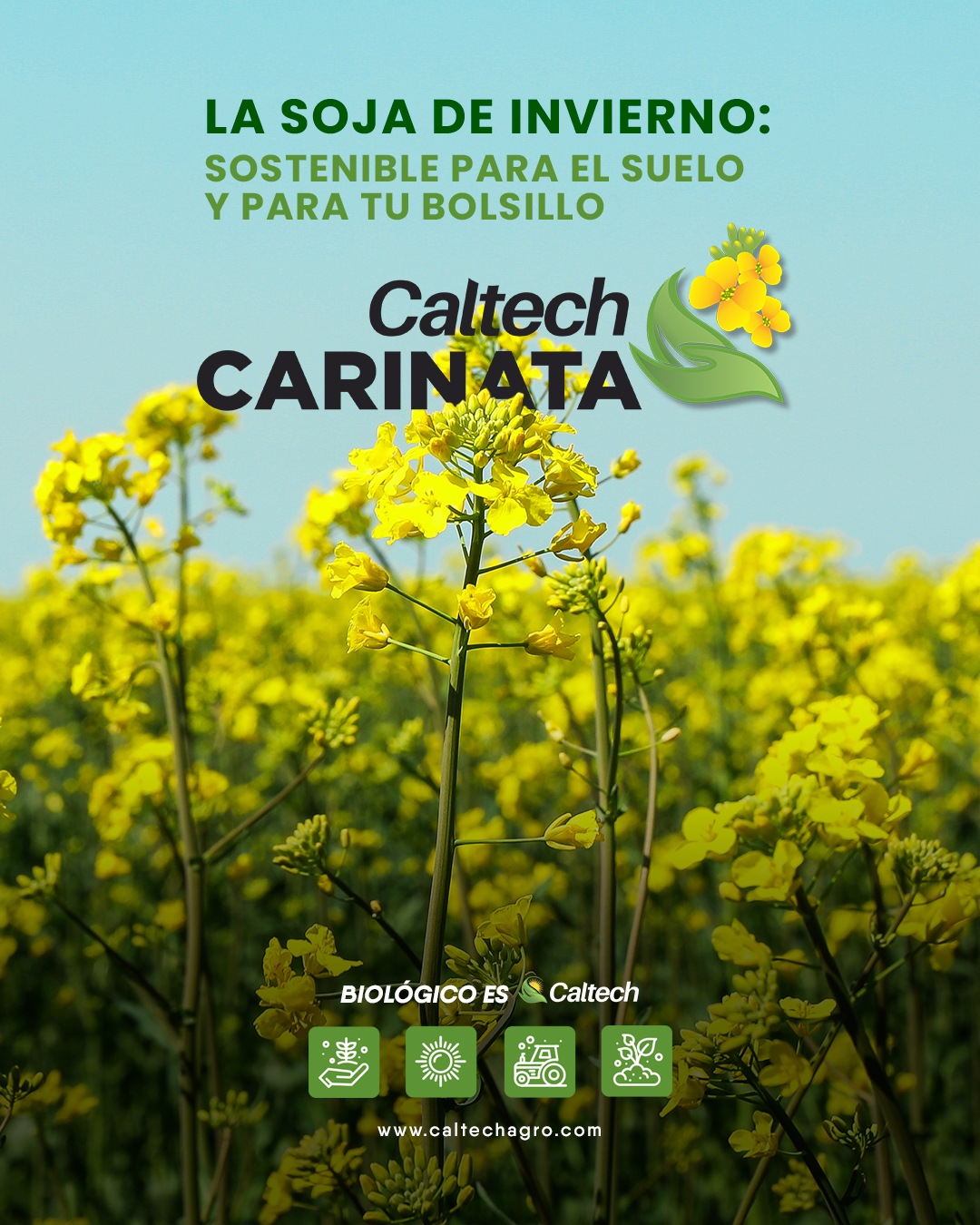 Tu mejor opción para el invierno: Carinata