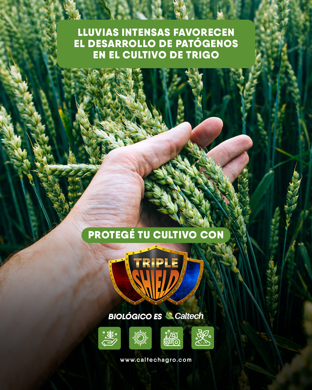 Lluvias intensas favorecen el desarrollo de patógenos en el cultivo de trigo