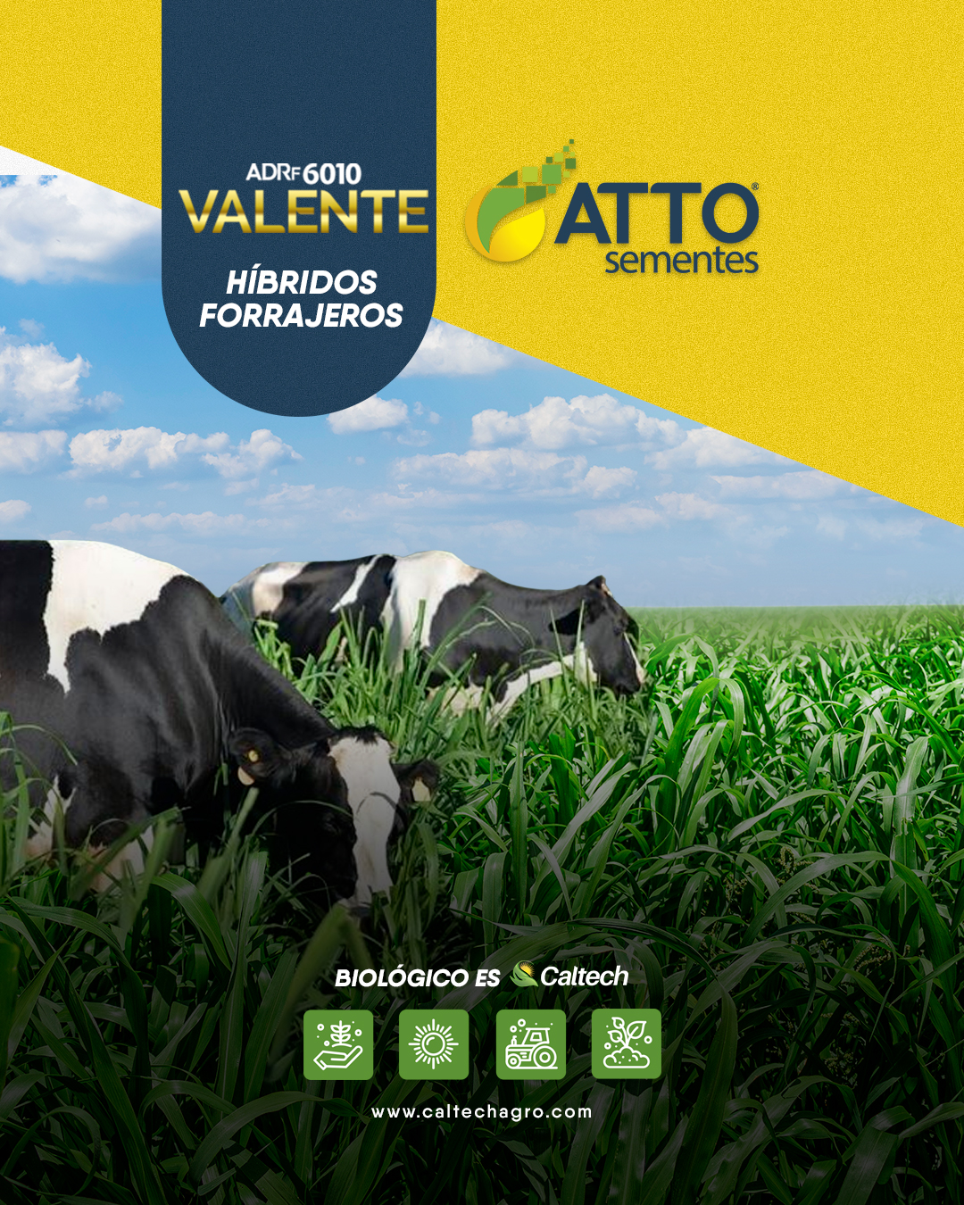 Nutrición y rendimiento para tu ganado