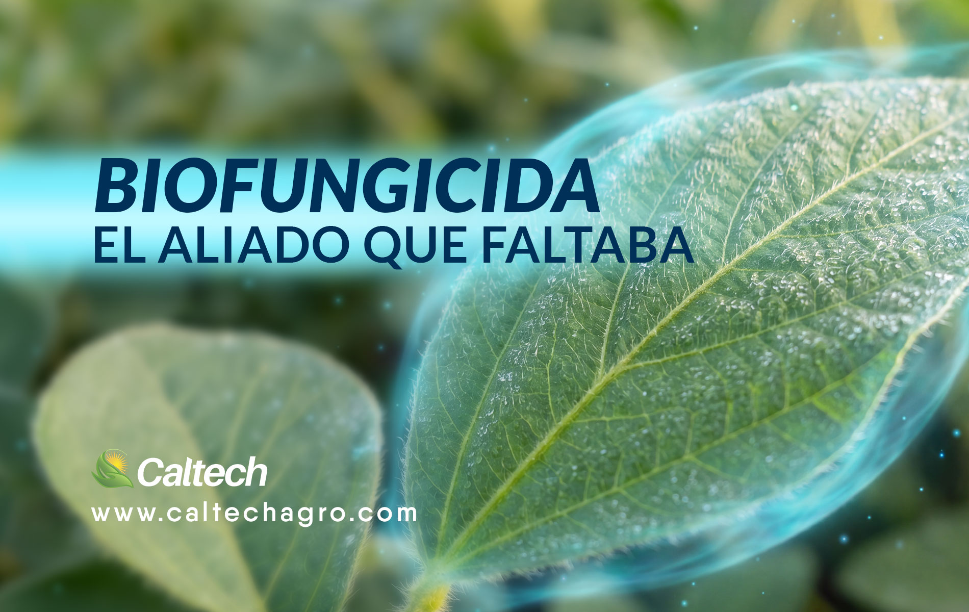 Biofungicidas: el aliado que faltaba en el manejo de enfermedades foliares de la soja