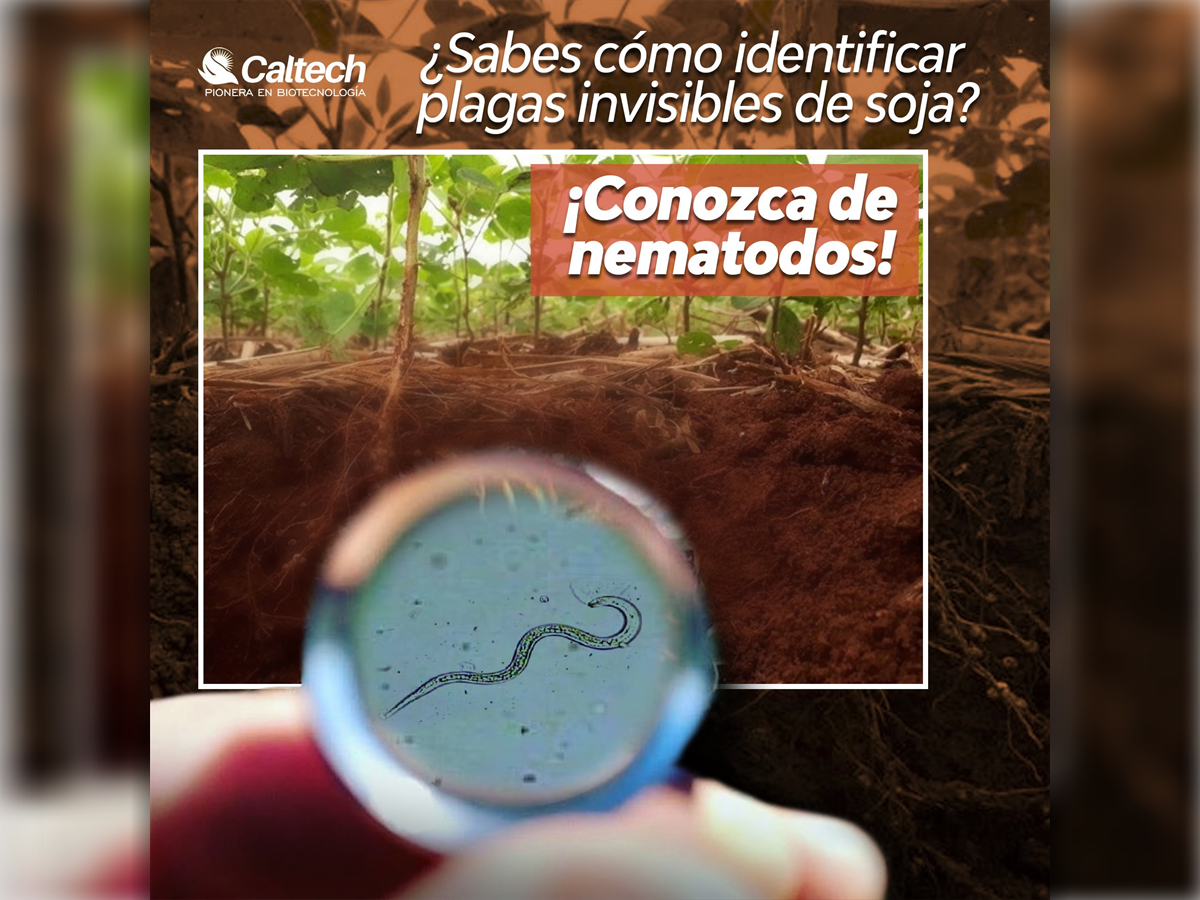 Cómo Controlar Nematodos en Soja con Productos Biológicos