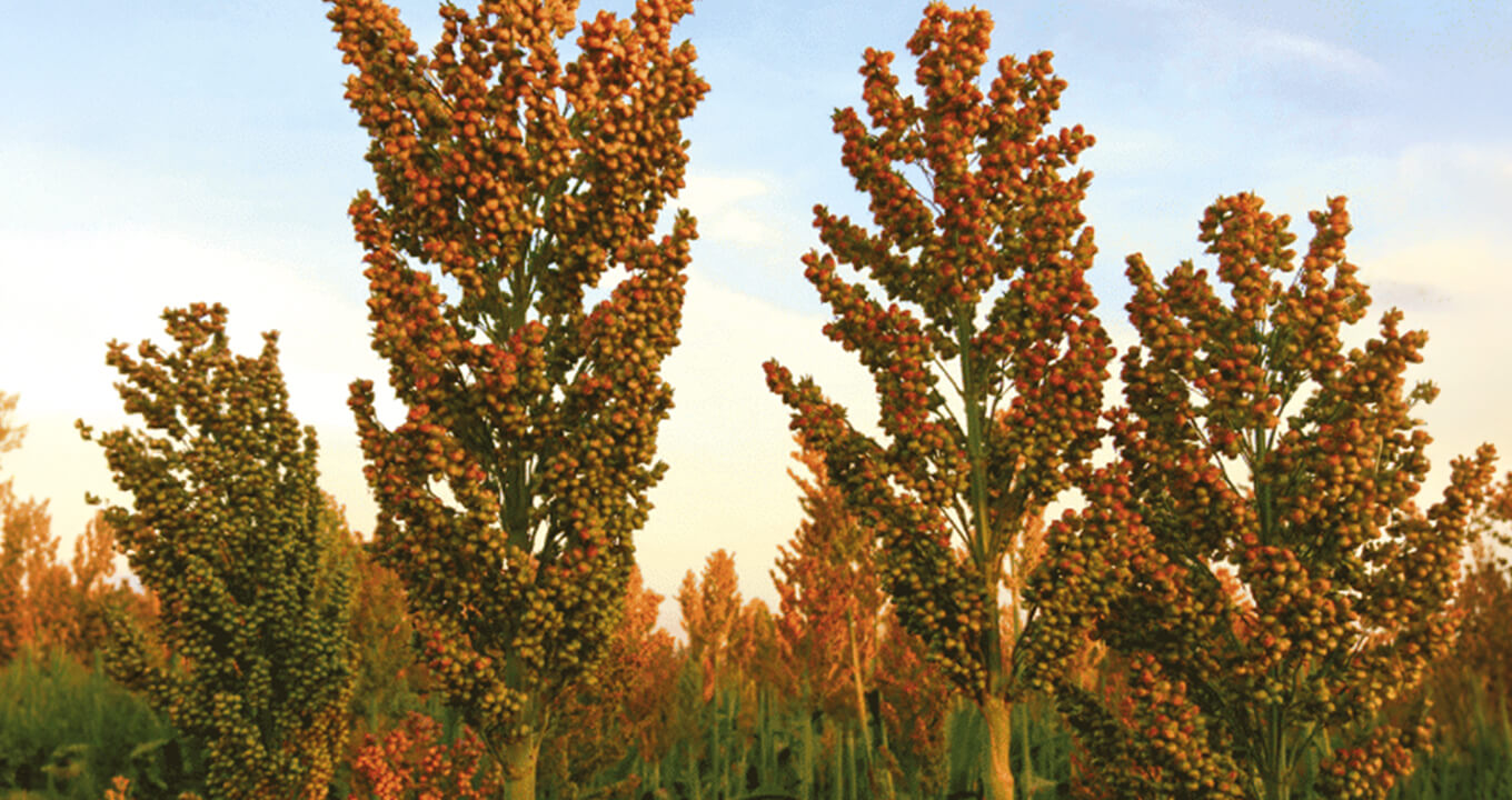 Plantación de Sorgo
