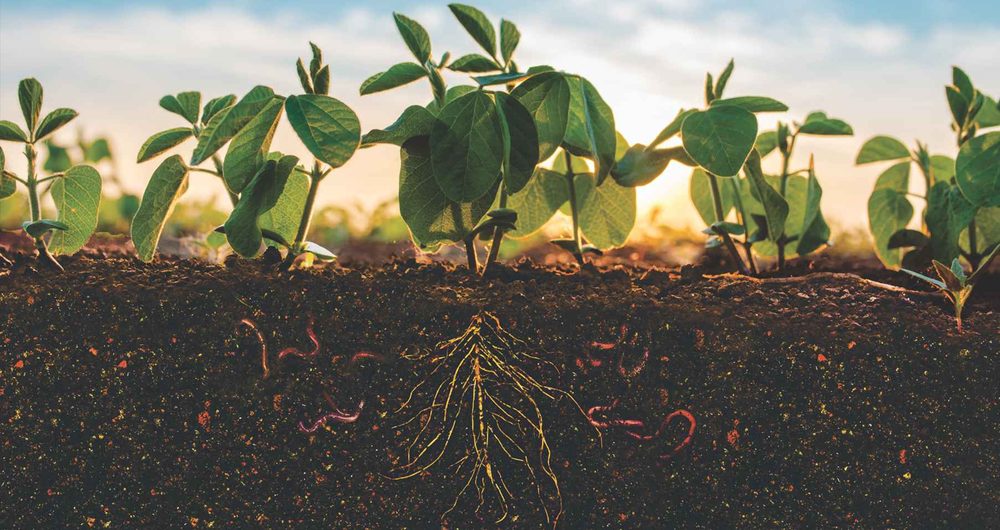Beneficios de Plocher Humus Soil para el suelo