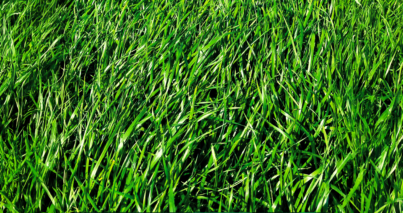 Campo de AZEVÉM TG SantaJulia