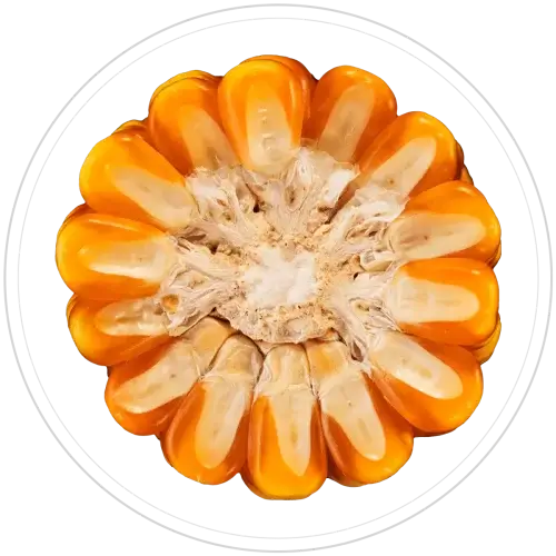 VITTA VIP3 Vista Superior