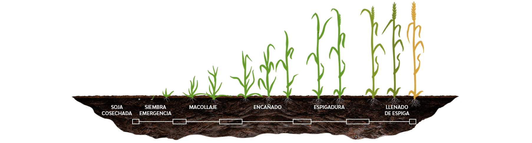 Gráfico de Crescimento
